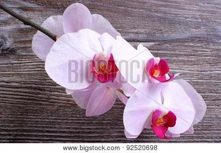 Blooming Orchids On Wooden Background
