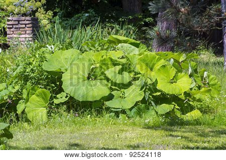 Common Butterbur (petasites Hybridus)
