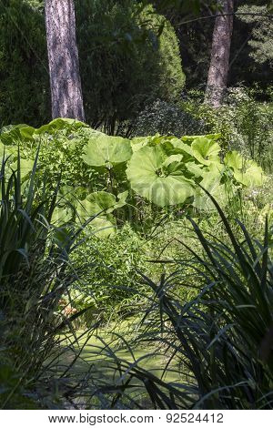 Common Butterbur (petasites Hybridus)