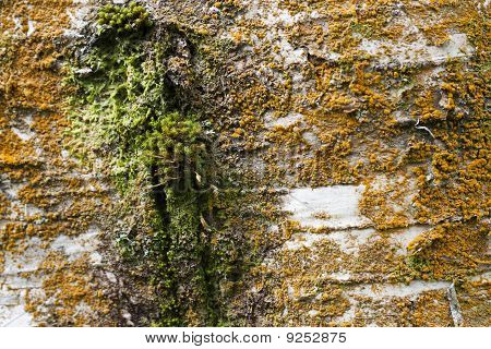 Autumnal Bark