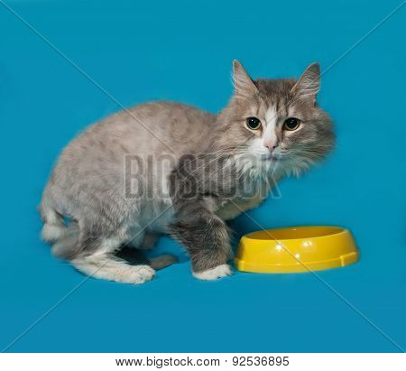 Gray Cropped Cat Spotted Sitting On Blue