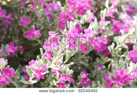 Beautiful Pink Purple Flower Blooming Against Green Leaves