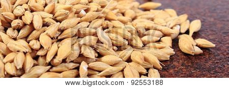 Heap Of Barley Grain