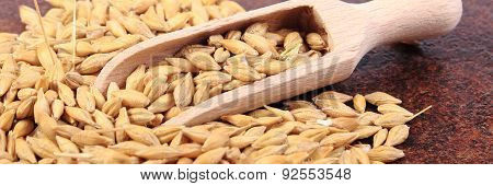 Heap Of Barley Grain With Wooden Spoon