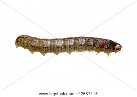  caterpillar isolated on a white background 
