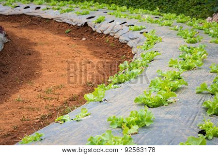 Lettuce Vegetables In Field