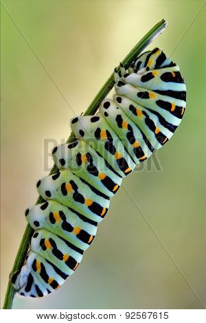 Papilionidae In A Curved
