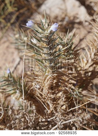 Blepharis ciliaris flowers