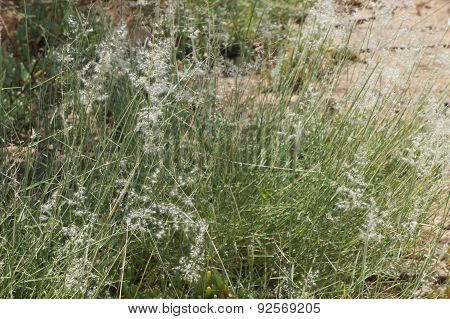 Feather-grass blossom