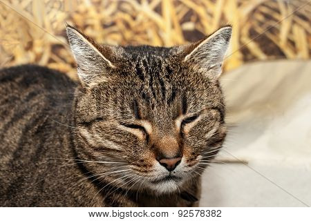 Sitting Cat