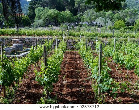 Vines in a garden