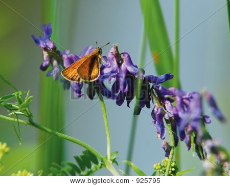 Butterfly ' And ' Hay