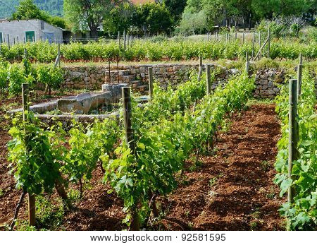 A wine vineyard in spring