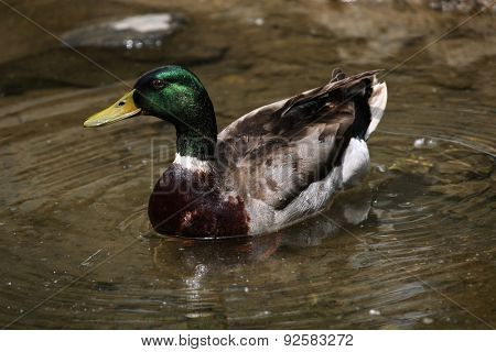 Male wild duck (Anas platyrhynchos), also known as the mallard. 