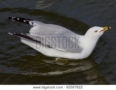 The Gull With The Crazy Sight Is Drinking The Water