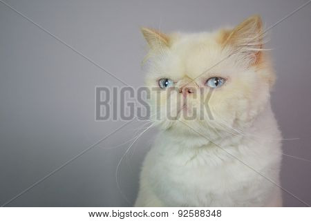 Cat - Persian Himalayan Cream Point