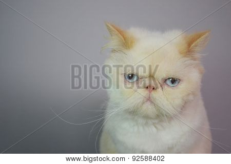Cat - Persian Himalayan Cream Point