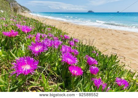 Pink icicle plants blooming at coast in Greece
