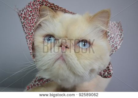 Cat - Persian Himalayan Cream Point