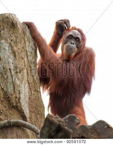 Adult Orangutan Scratching Its Head