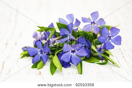 Perwinkle