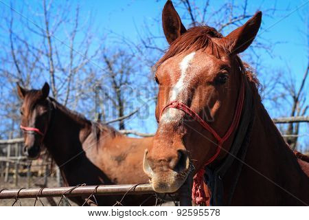 Portrait Of Two Horses In The Countryside