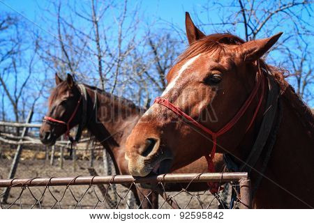 Portrait Of Two Horses In The Countryside