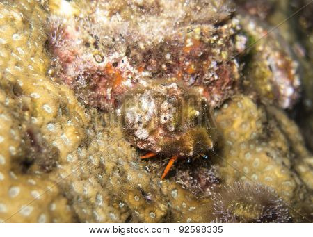 Closed Up The Crab Underwater In North Andaman, Thailand