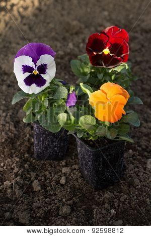 Group Of Pansy Flowers N Pots On Ground