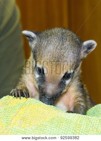 South American Coati (nasua Nasua) Baby