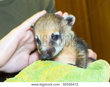 South American Coati (nasua Nasua) Baby