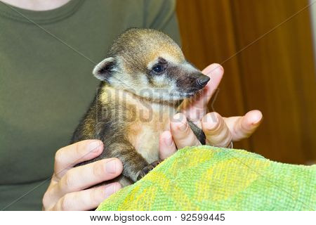 South American Coati (nasua Nasua) Baby