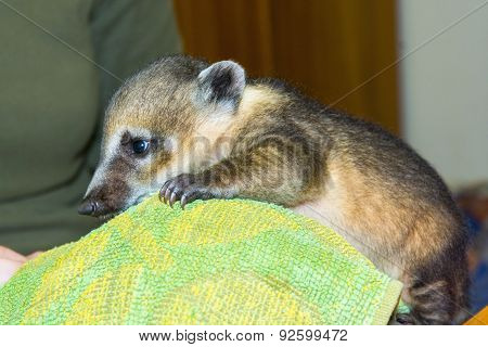 South American Coati (nasua Nasua) Baby
