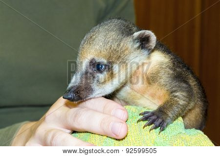 South American Coati (nasua Nasua) Baby