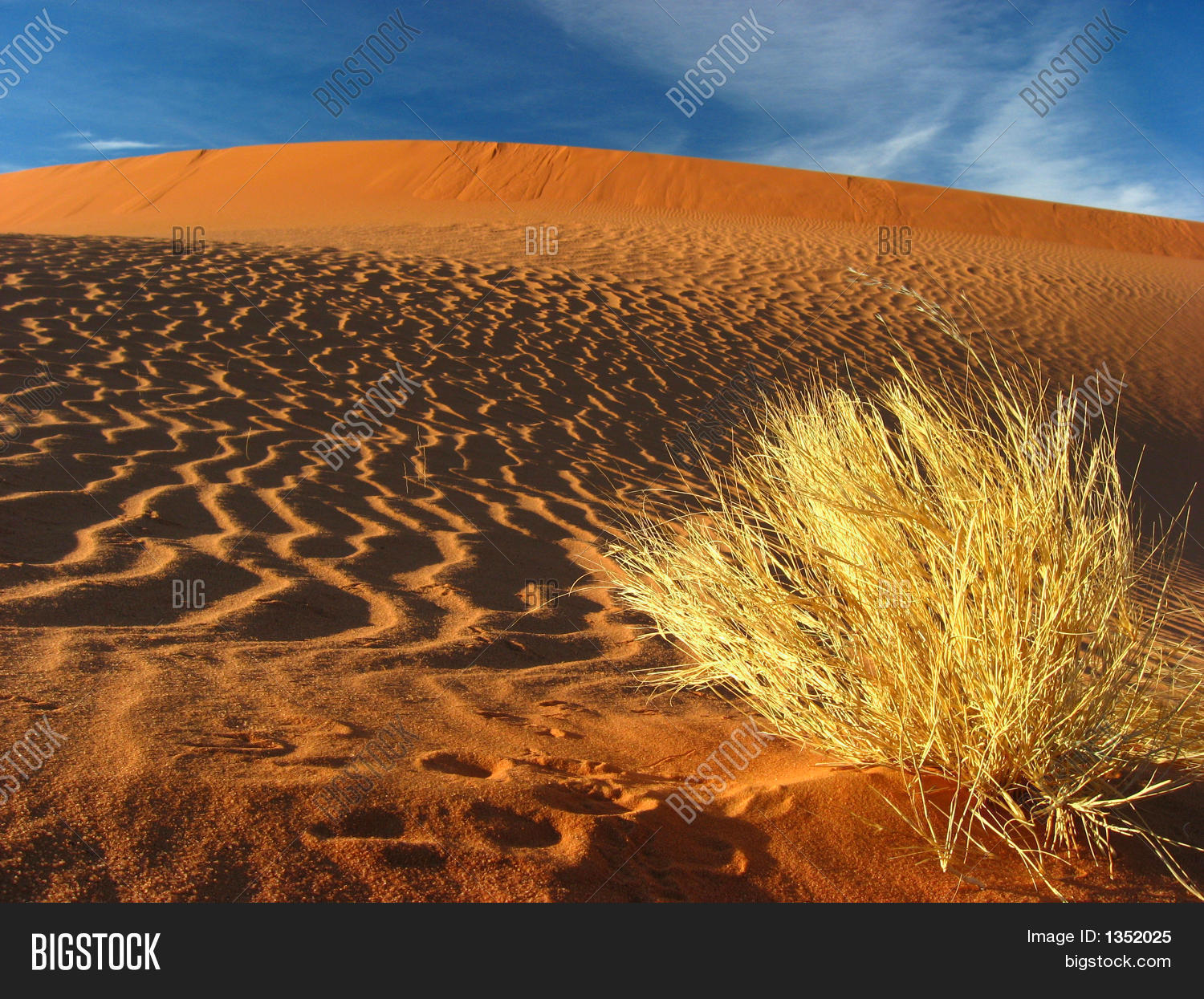 Desert, Dry Grass Image & Photo (Free Trial) Bigstock