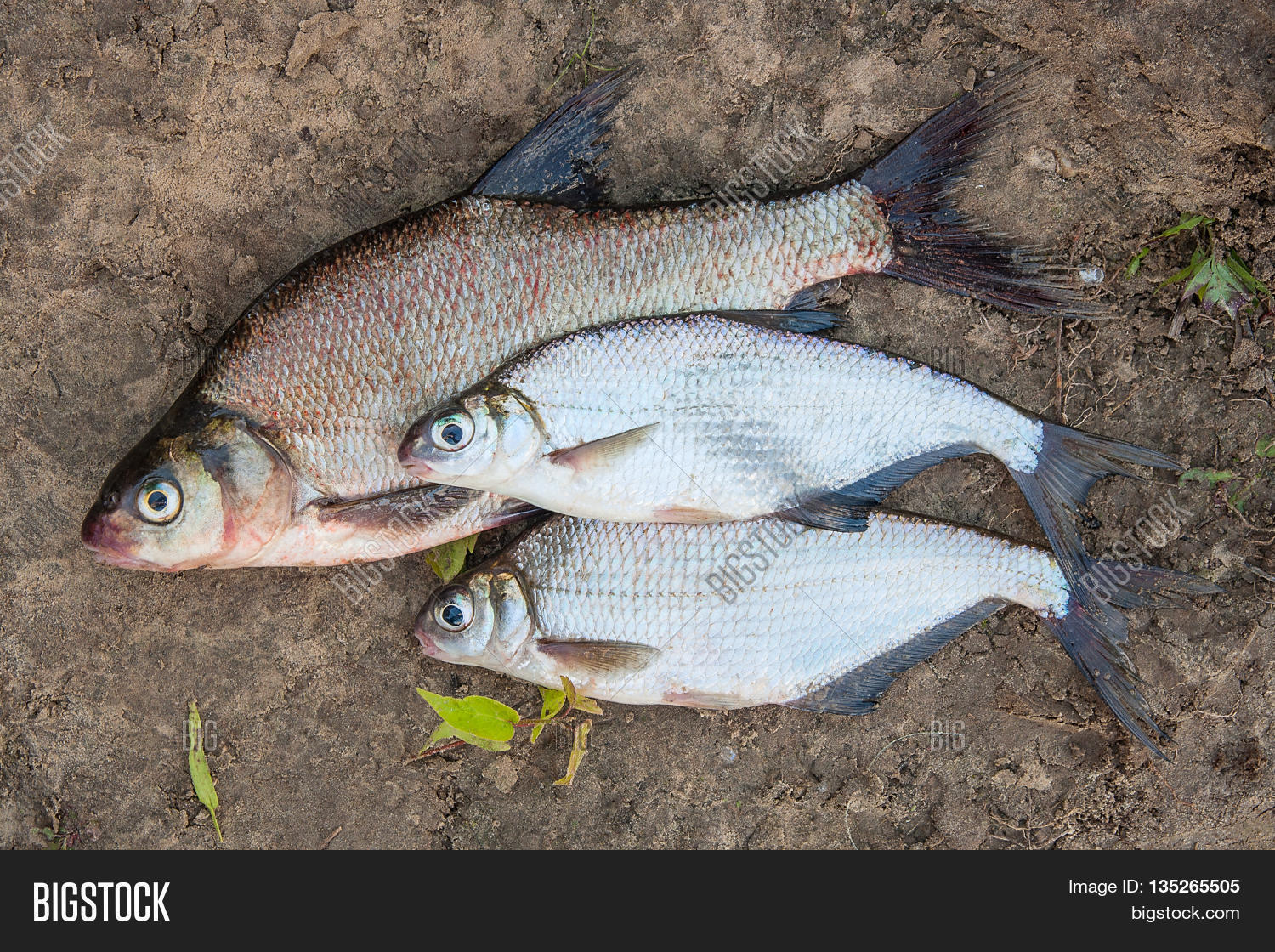 Several Common Bream Image & Photo (Free Trial) | Bigstock