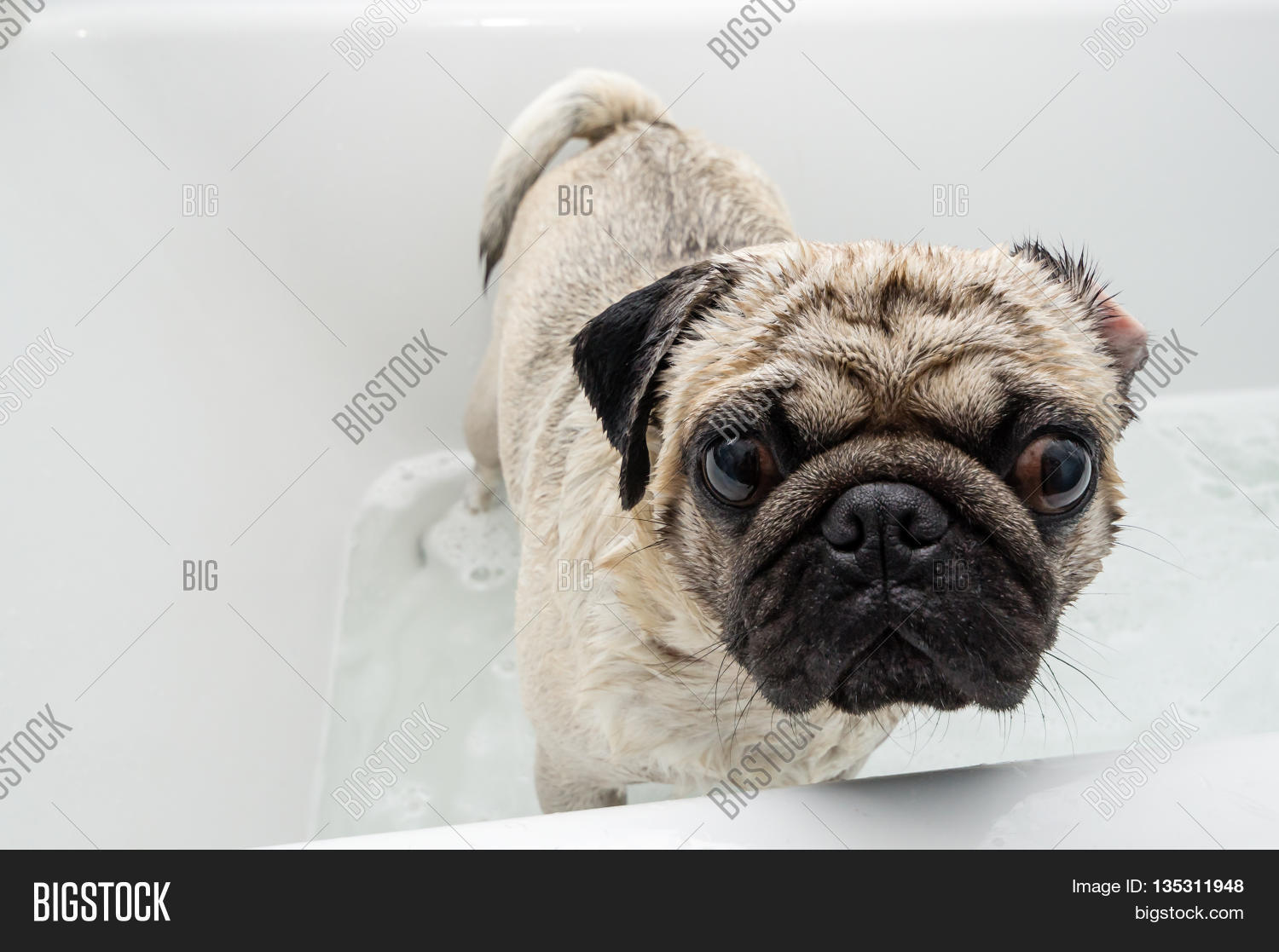 Pug Dog Getting Washed Image & Photo (Free Trial) Bigstock