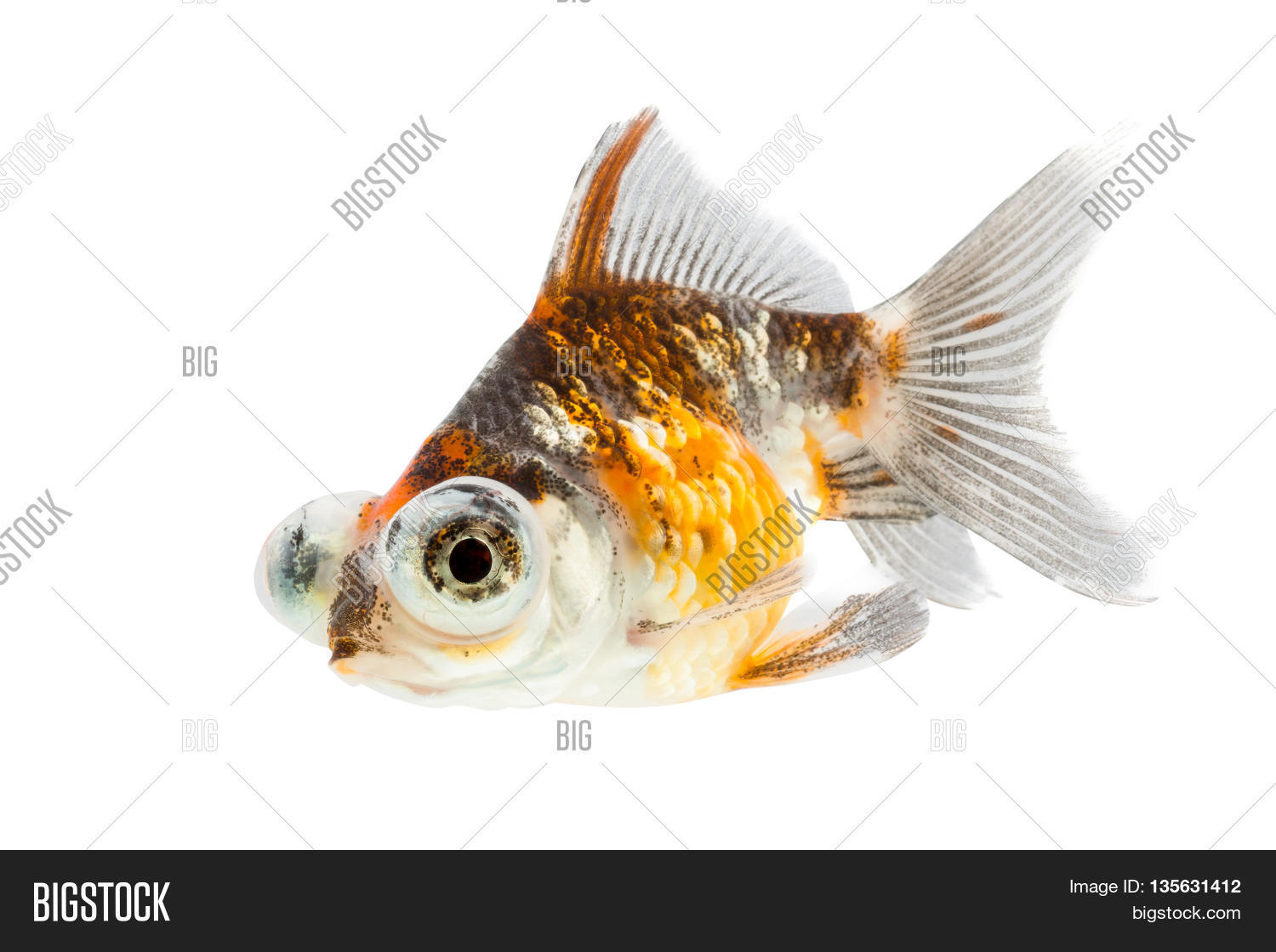 Calico Telescopeeyes Image & Photo (Free Trial) Bigstock