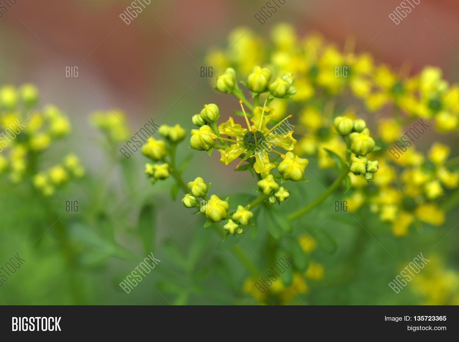 Flower Common Rue Image & Photo (Free Trial) Bigstock