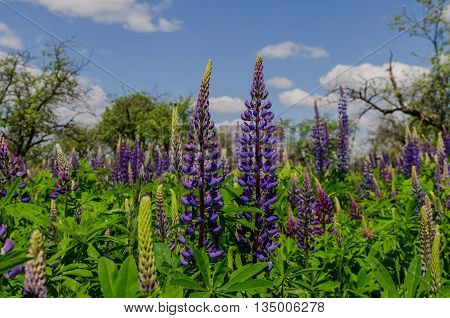 Old garden with spring violet lupine field