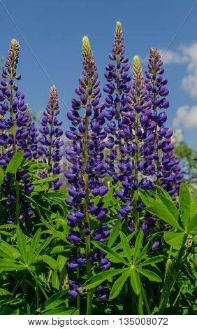 Old garden with spring violet lupine field