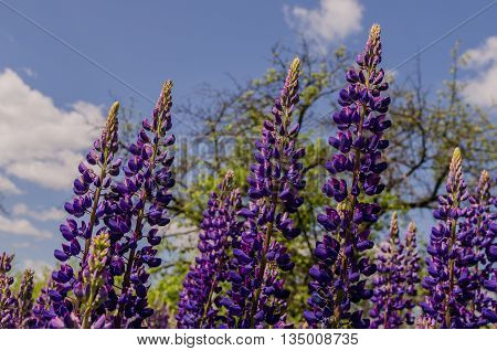 Old garden with spring violet lupine field