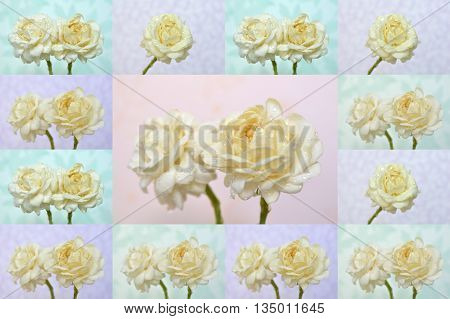 Jasmine flower, Jasminum sambac, Family Oleaceae, Central of Thailand