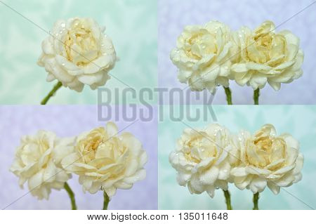 Jasmine flower, Jasminum sambac, Family Oleaceae, Central of Thailand