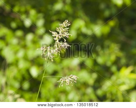 Flowers on Cock's-foot or Cat grass Dactylis glomerata closeup with green bokeh background selective focus shallow DOF