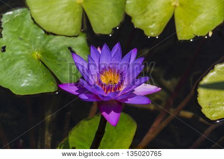 Insects feeding on the nectar of flowers inside