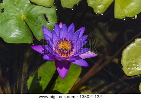 Insects feeding on the nectar of flowers inside