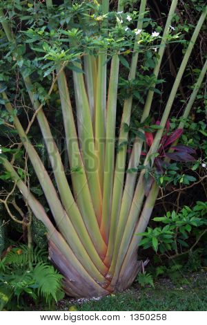  Palme blade