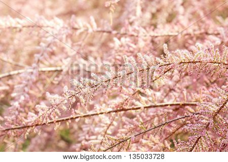 Beautiful pink tamarisk in botanical garden, close up
