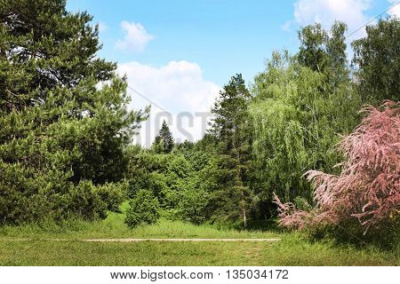 Beautiful pink tamarisk in botanical garden